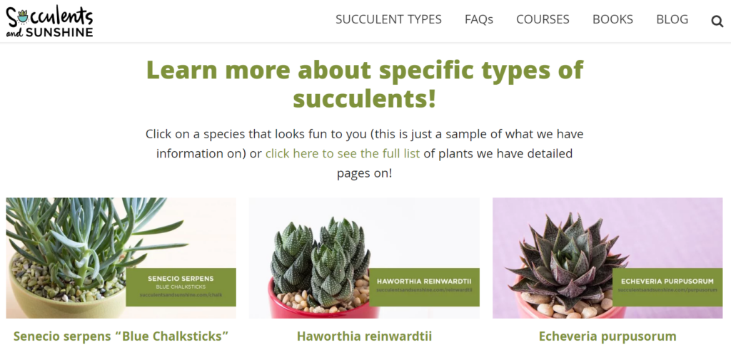 Succulents and Sunshine's site thrives with High-quality WordPress hosting service from BigScoots.